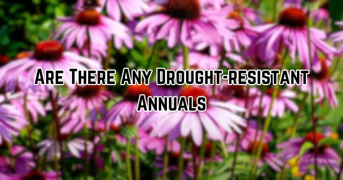 Discover Top Drought-Resistant Annuals for Your Garden